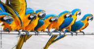 Blogparaden können ein gutes Marketing-Instrument sein - Papageien-Parade
